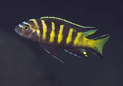 Maylandia melissa 'Chitande Island'